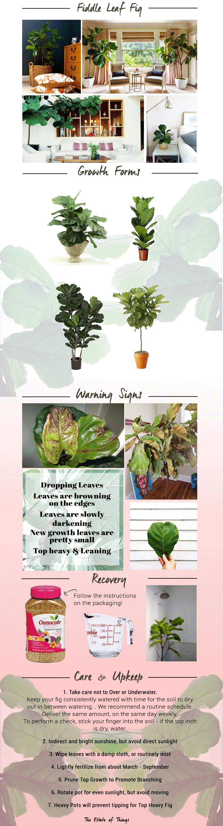 Fiddle Leaf Fig Guide from The Estate of Things