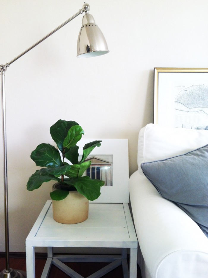 fiddle leaf fig table top