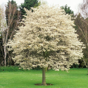 tree amelanchier