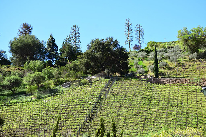 Palisades Hillside Winery