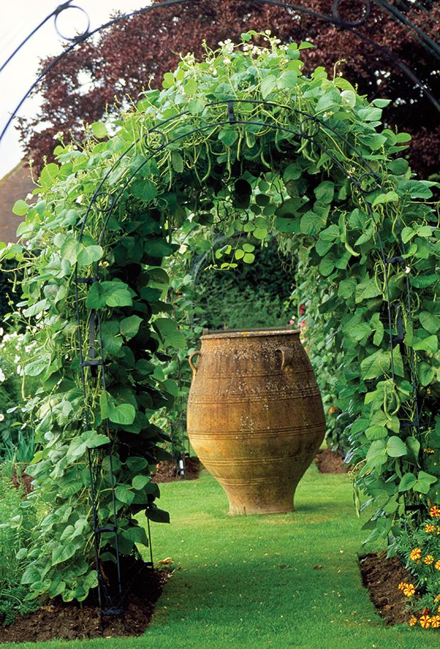 Runner Beans trained over metal arbor leading to focal point of large classic earthenware jar. Town Place, Freshfield.
