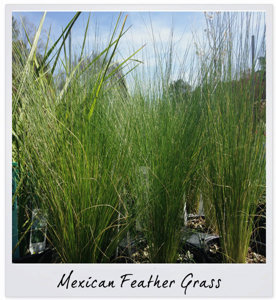 gsco feather grass