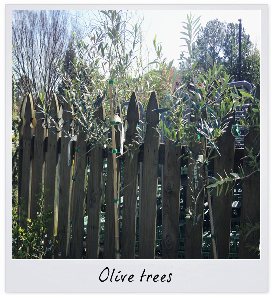 gsco olive tree