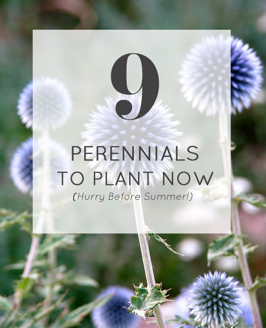 9 perennials