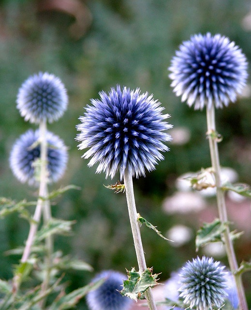 globe thistle