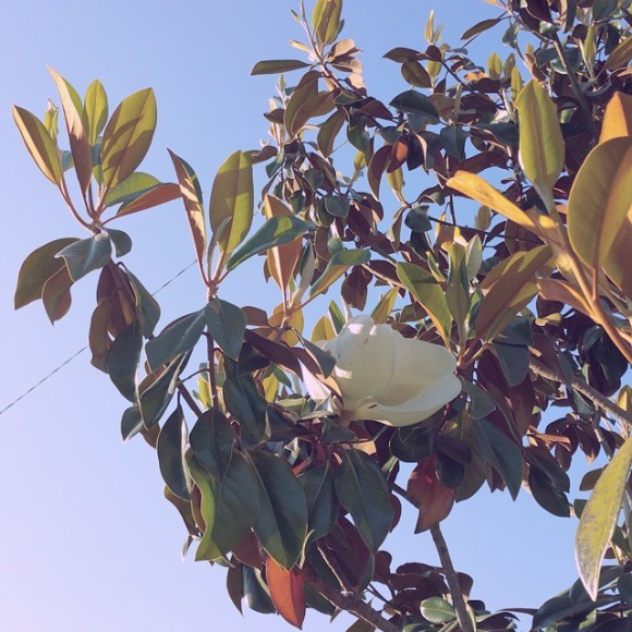 This_pretty_magnolia_caught_my_eye_on_the_afternoon_walk