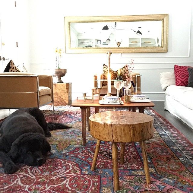 beautiful newfie in living room